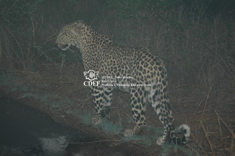 Leopardo no Kruger Park