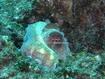 Inhambane, 2002 - Polvo, molusco marinho